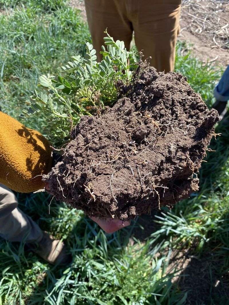Offer Clean Soil Locally Only After Asking First