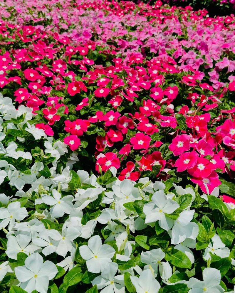 Offers Plenty Of Flower Color Choices