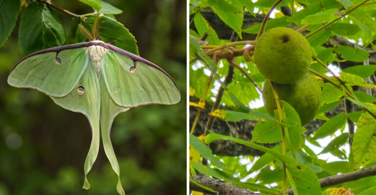 Ohio Backyards Are Losing Luna Moths For 5 Reasons (And This Tree Could Bring Them Back)