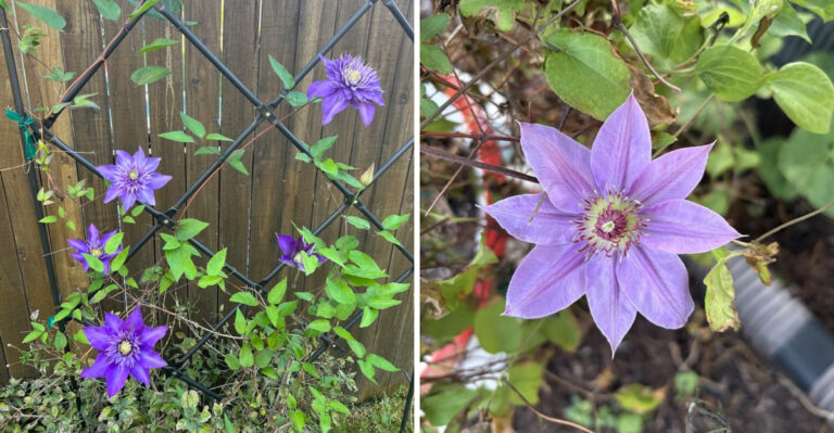 Ohio Clematis Flowers Last Longer When Gardeners Fix These Pruning Mistakes