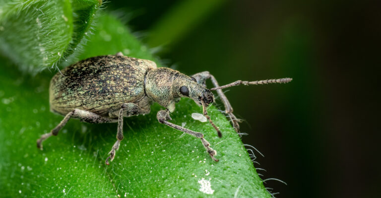Image Credit: © Lubos Chlubny / Shutterstock