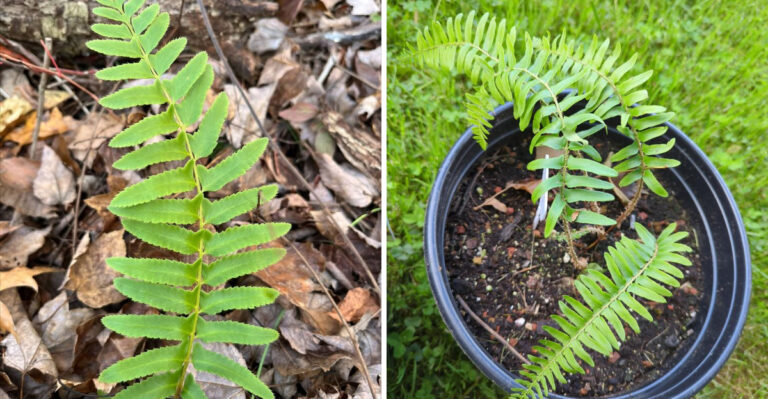 Ohio Gardeners Are Replacing Pachysandra With This Overlooked Native Fern