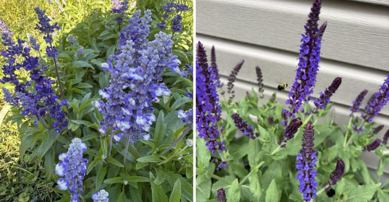 Ohio Gardeners Cutting This Plant The Wrong Way May Lose The Next Bloom Flush