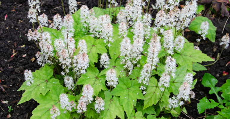 foamflower