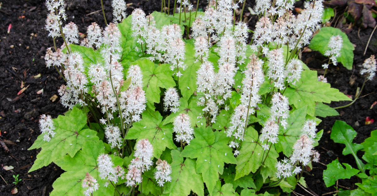foamflower