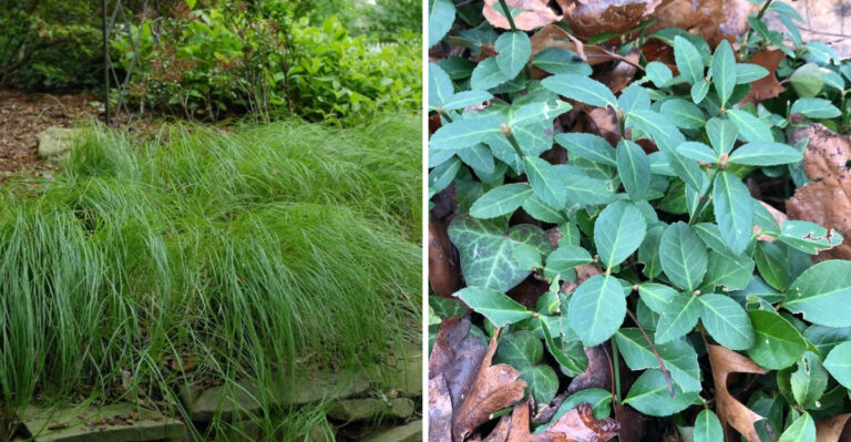 pennsylvania sedge and wintercreeper