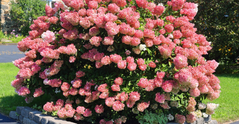 hydrangea