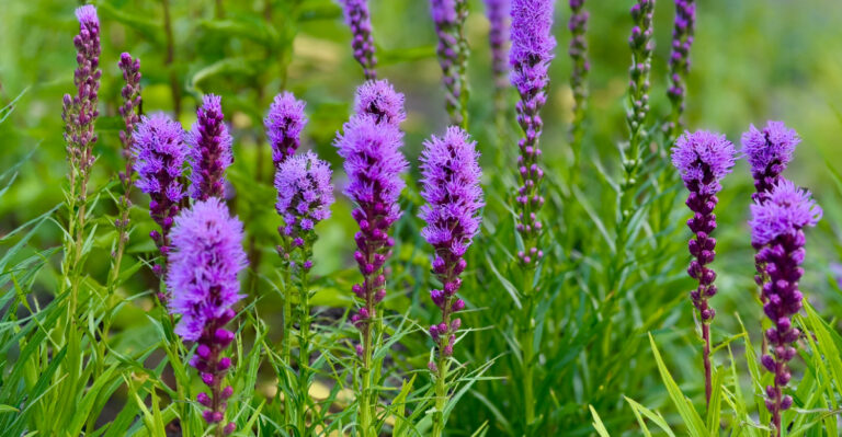 liatris