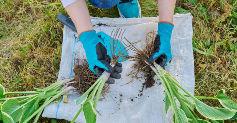 hosta division