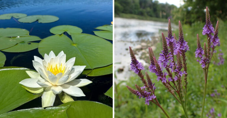 Ohio Plants That Attract Dragonflies And Reduce Mosquito Activity