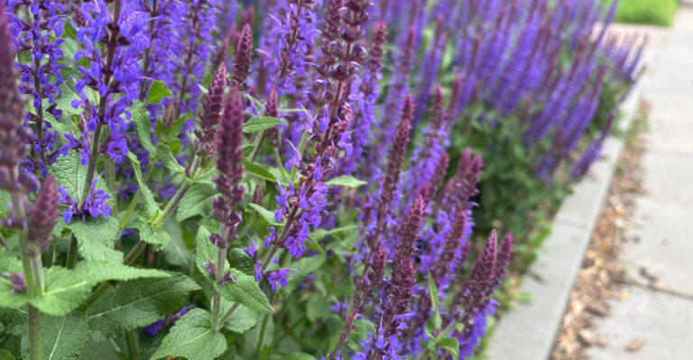 salvia