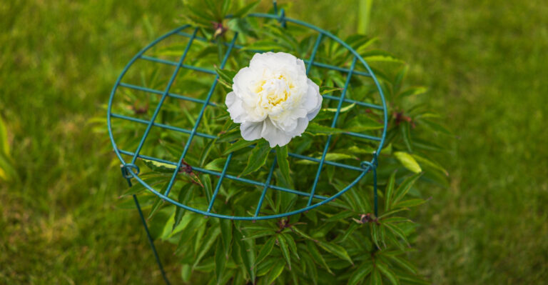 peony cage