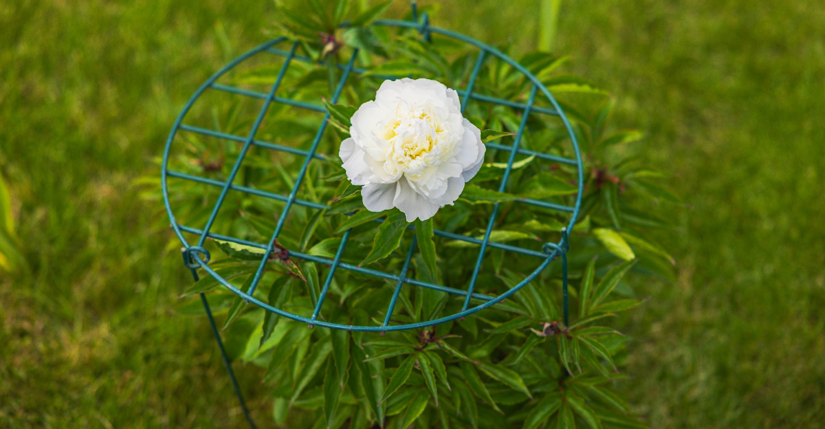 peony cage