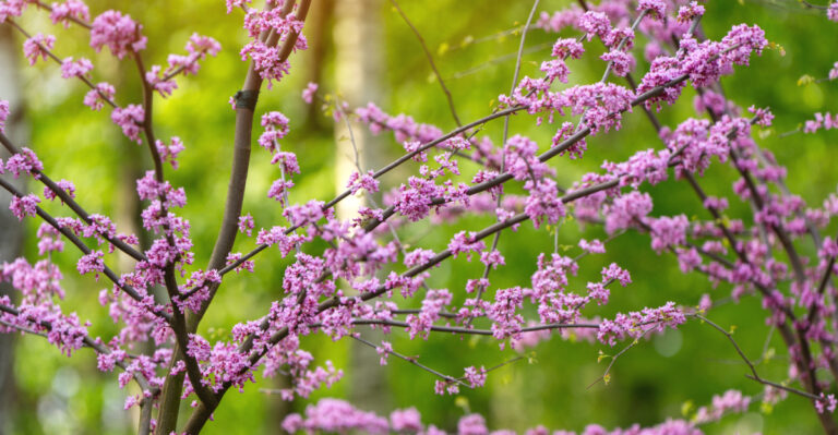 Ohio Redbud Trees Struggle In The First Two Years For Specific Reasons (Here’s How To Get Past Them)