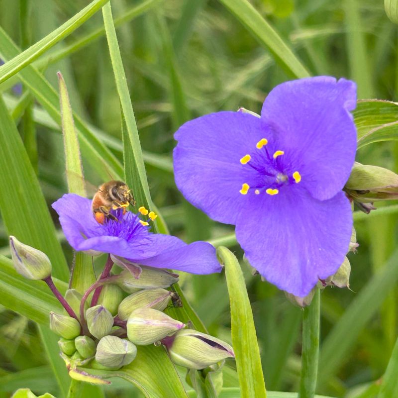 Ohio Spiderwort Brings Reliable Color To Shady Beds Ohio Spiderwort Brings Reliable Color To Shady Beds
