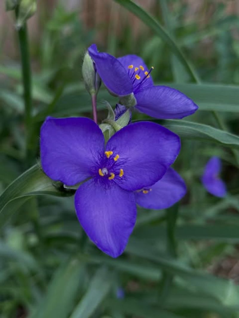 Ohio Spiderwort Keeps Sending Up Blooms In Harsh Sunny Spots Ohio Spiderwort Keeps Sending Up Blooms In Harsh Sunny Spots
