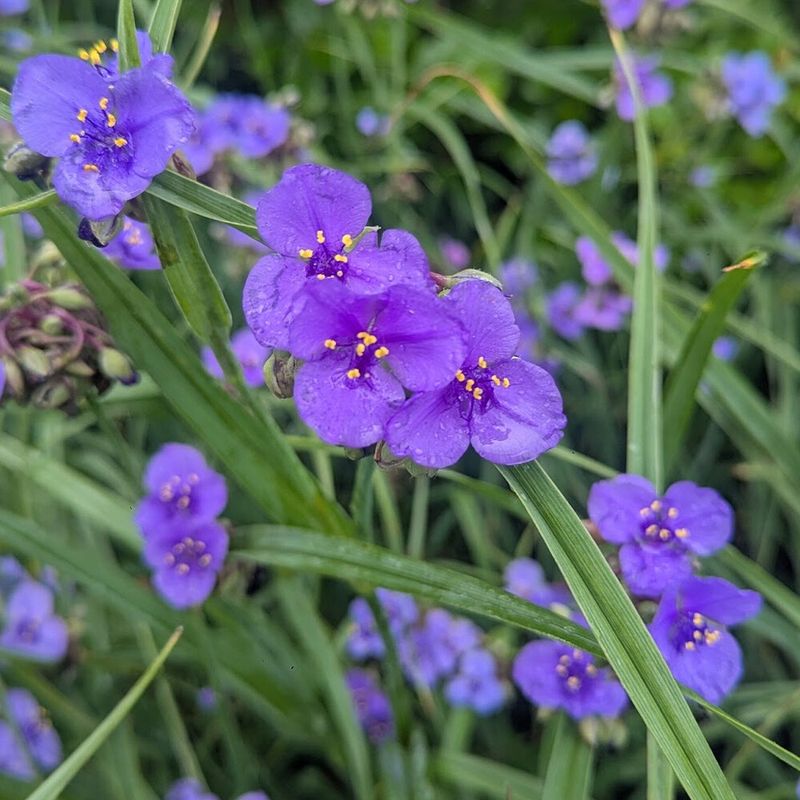 Ohio Spiderwort Opens Soft Blue Flowers