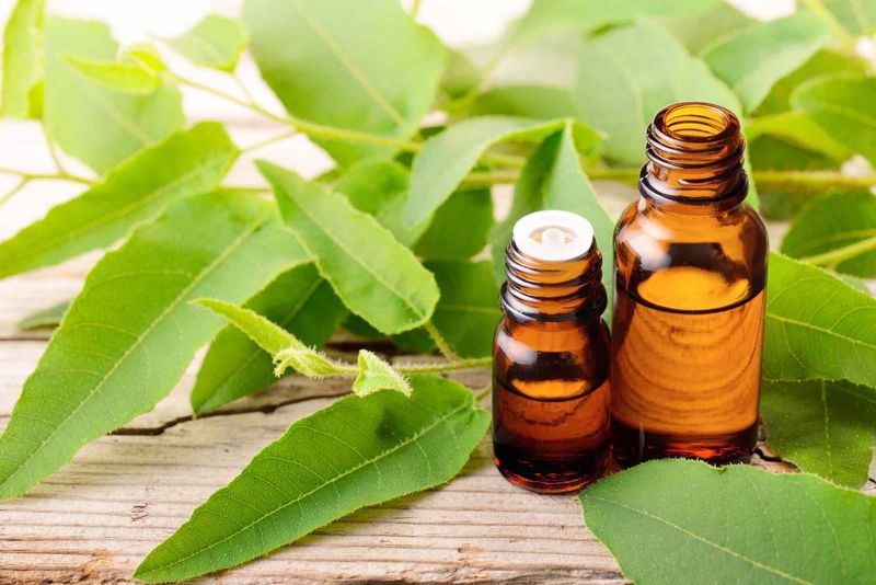 Oil Of Lemon Eucalyptus For Personal Tick Repellent