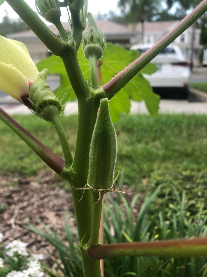 Okra Okra