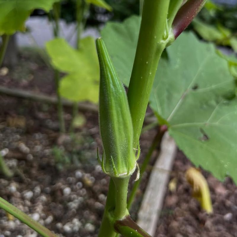 Okra 