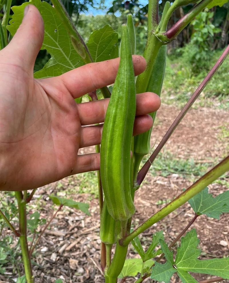 Okra Okra