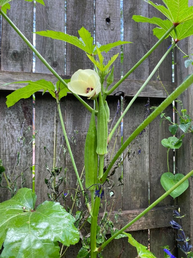 Okra Fits Sunny Backyard Beds