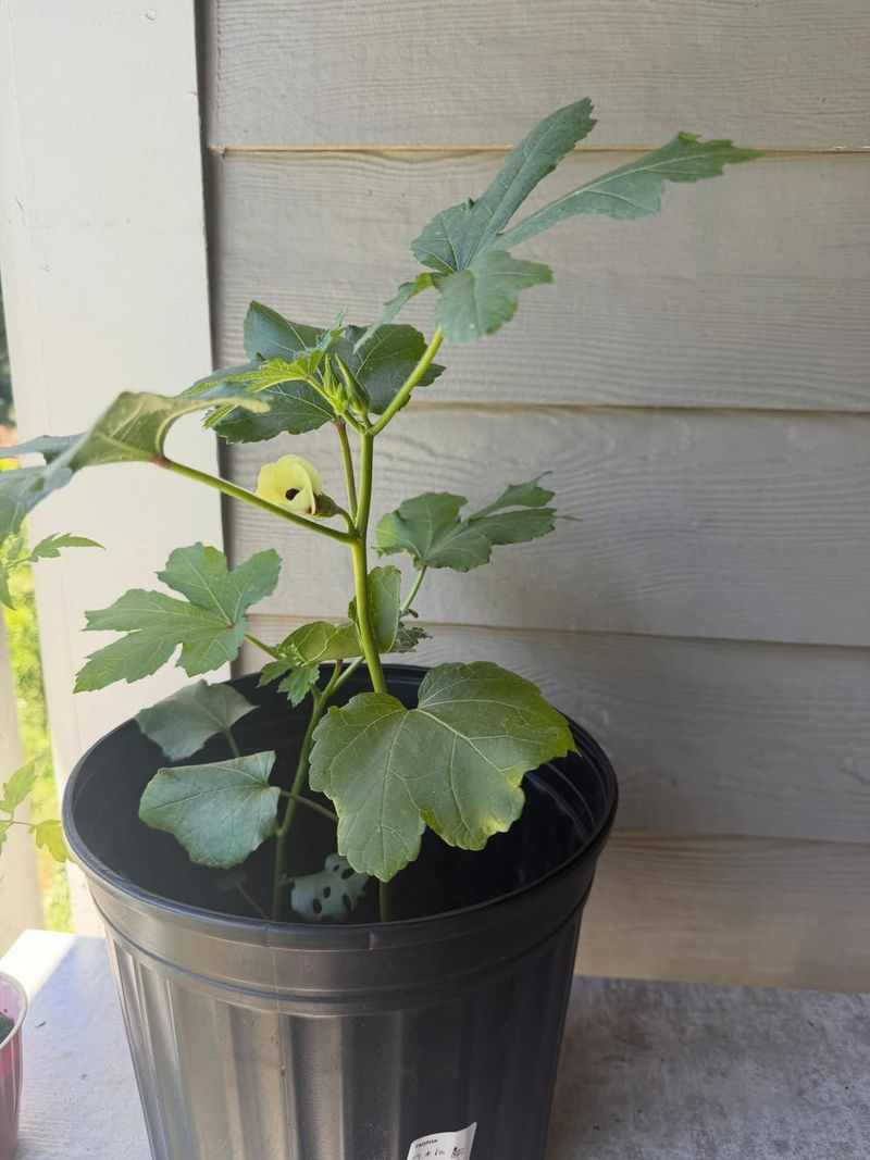 Okra Grows Strong During Summer Heat