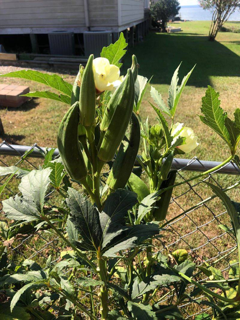 Okra Handles Charlotte Heat Well Okra Handles Charlotte Heat Well