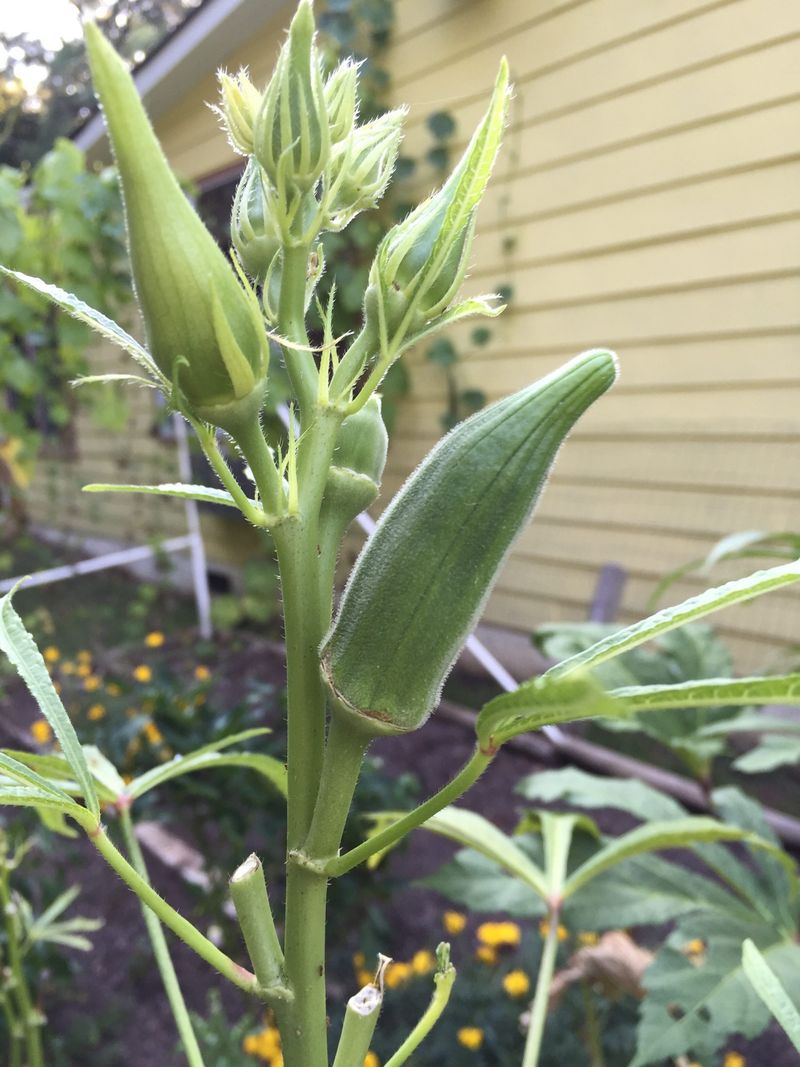 Okra Keeps Going In Summer Heat