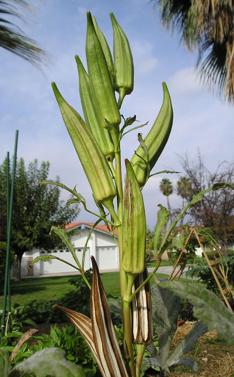 Okra Loves The Hot Summer Garden