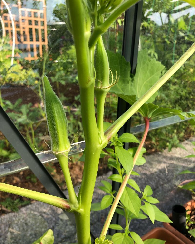 Okra Stays Productive Long After Spring Crops Fade