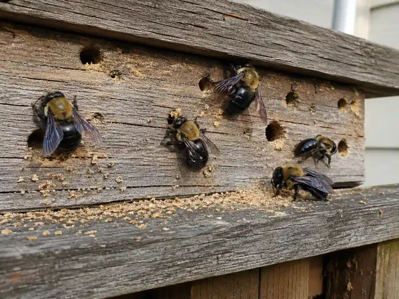 Old Bee Holes Can Bring New Activity Each Spring