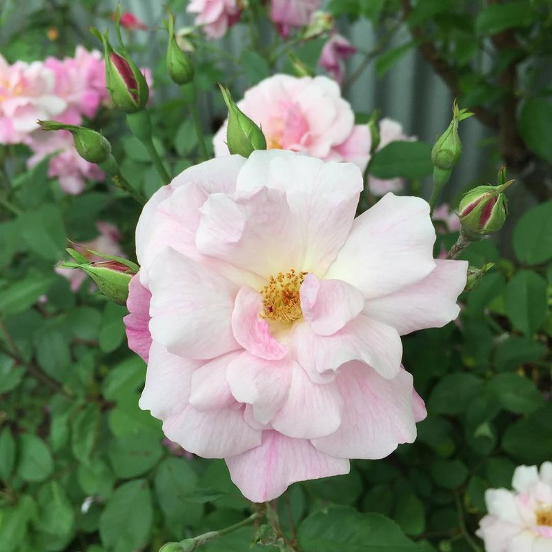 Old Blush Blooms With Little Fuss