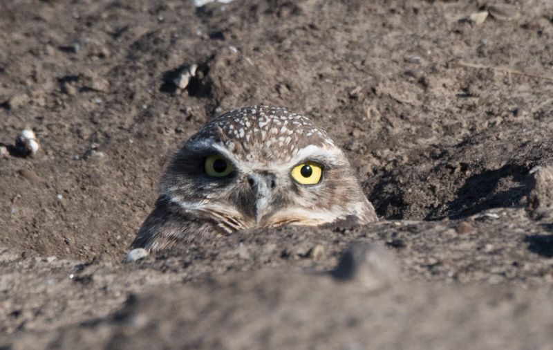 Old Burrows Can Shelter Other Wildlife