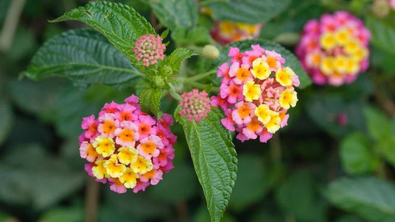 Old Flower Clusters Can Hold Back New Buds