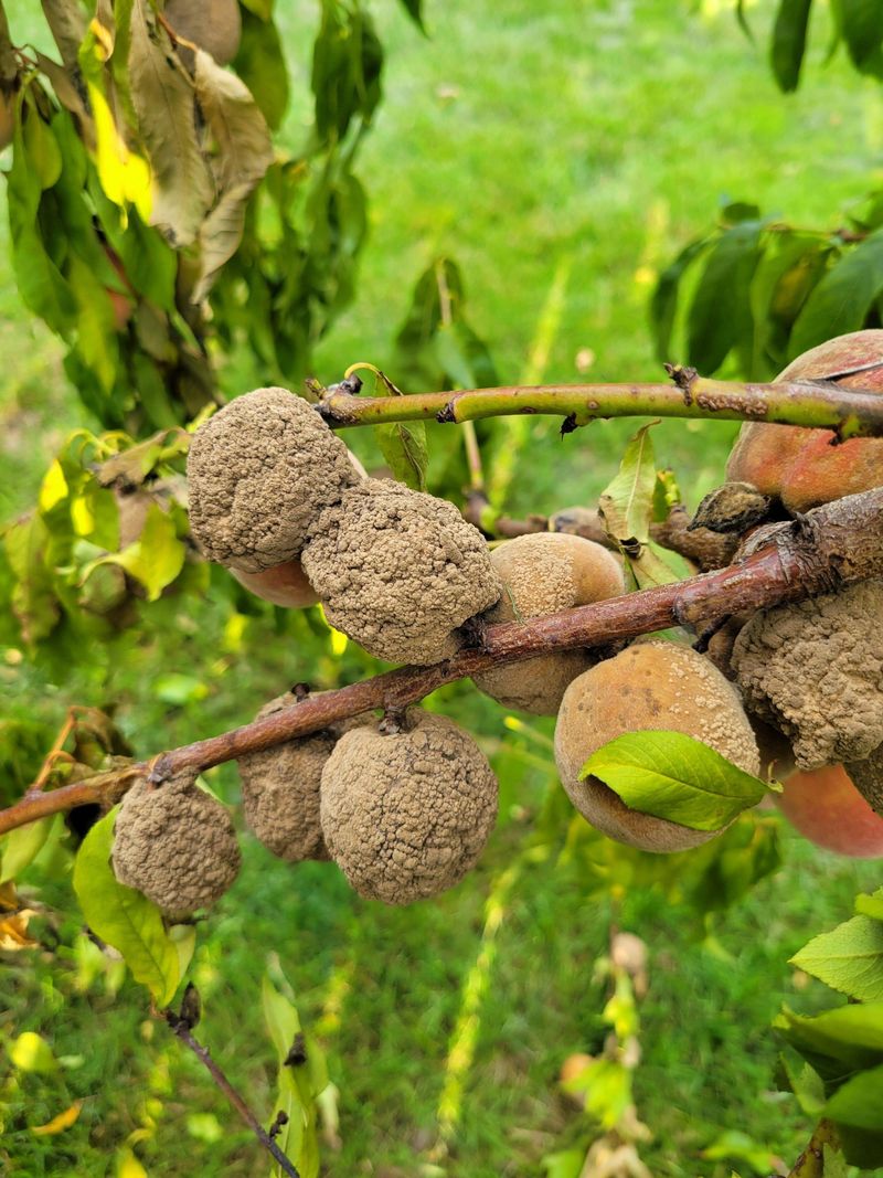 Old Fruit Left On The Tree Keeps Reinfecting It Old Fruit Left On The Tree Keeps Reinfecting It