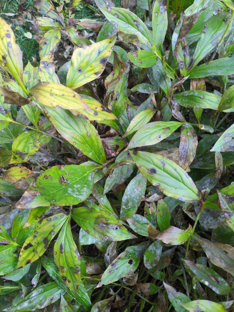 Old Infected Plant Debris Can Carry The Problem Forward