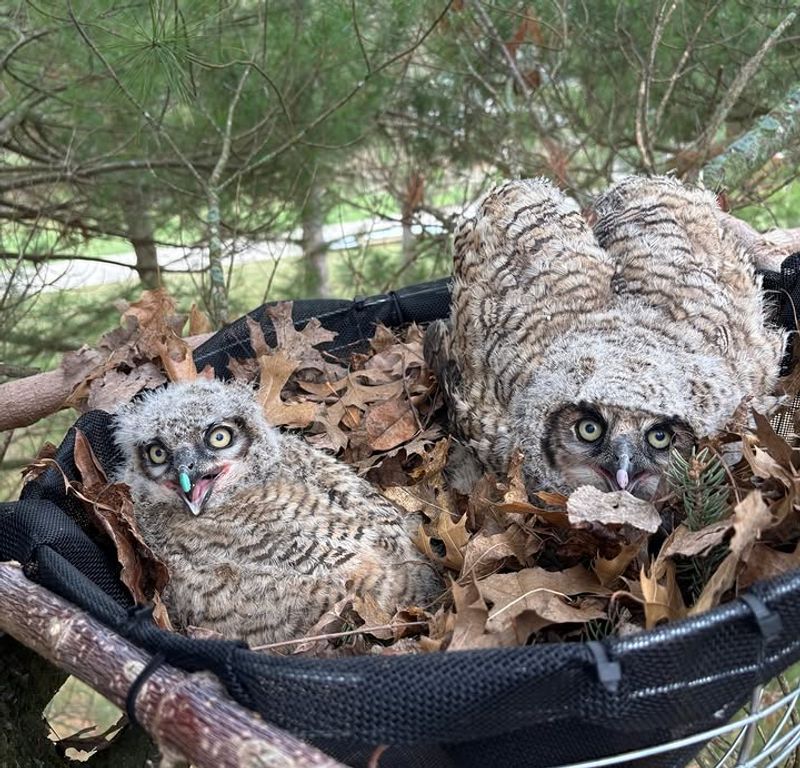 Old Nests And Strong Branches Matter More Than Cute Owl Houses