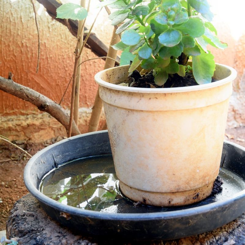 Old Plant Pots With Collected Saucers Full Of Water Old Plant Pots With Collected Saucers Full Of Water