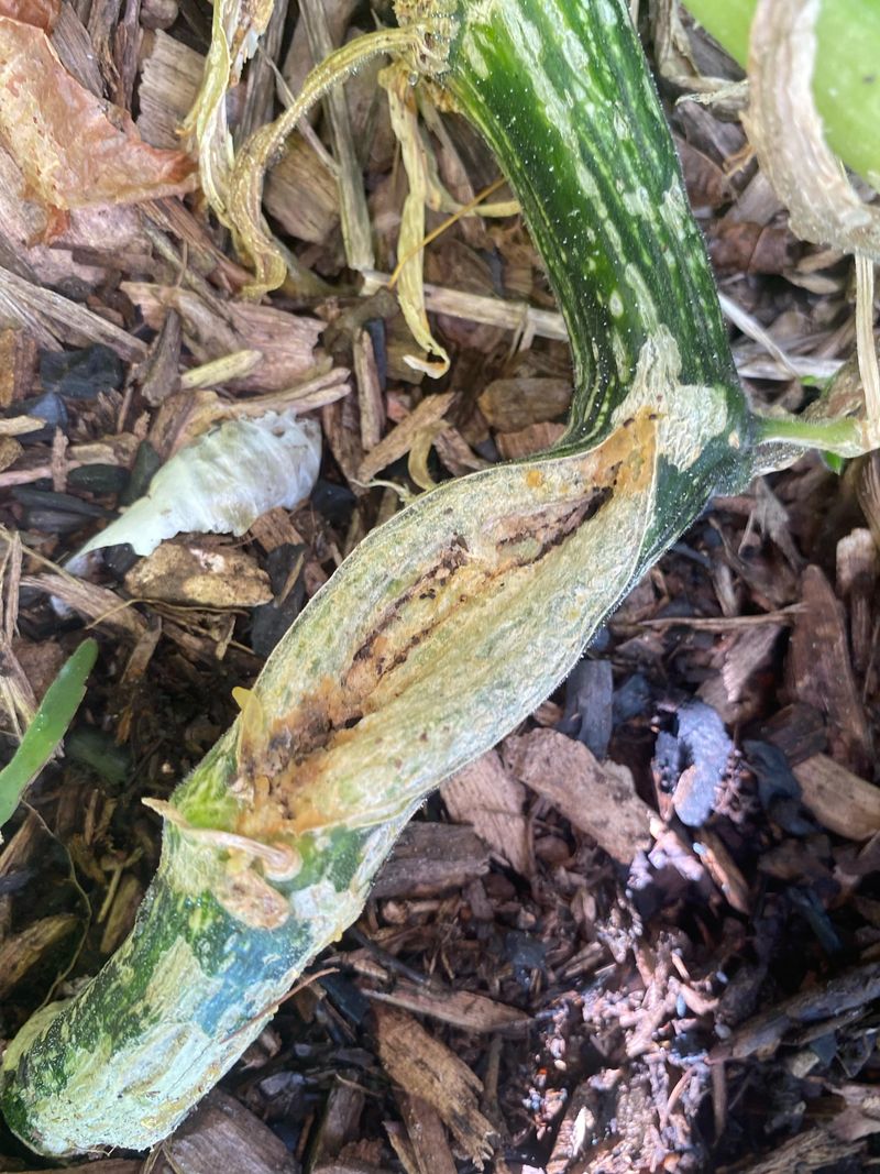 Old Squash Beds Can Hold Pupae Old Squash Beds Can Hold Pupae