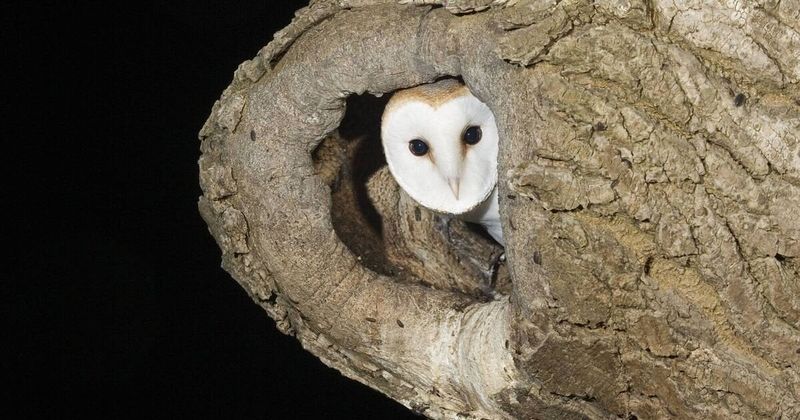 Old Trees And Barns Give Owls Safe Roosting Spots