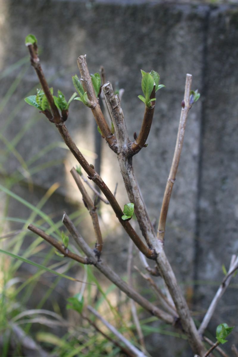 Old Wood Holds The Buds For Next Year's Blooms