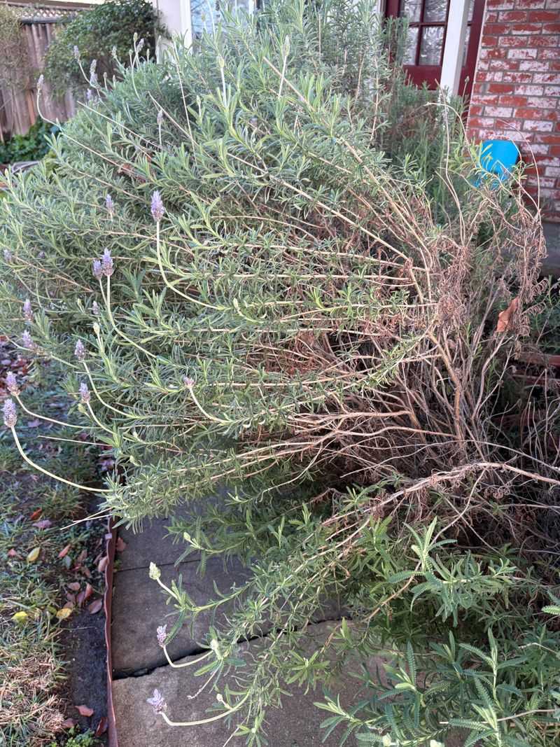 Old Wood Produces Fewer Fresh Flowering Stems