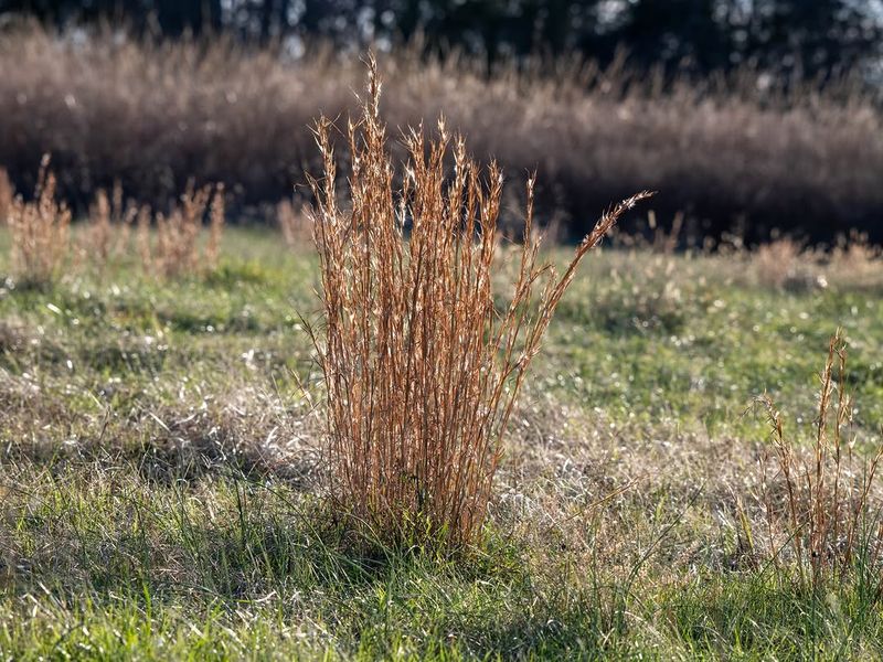 Old World Bluestems Old World Bluestems