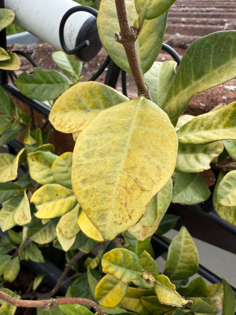 Old Yellow Leaves Are Not Always A Crisis