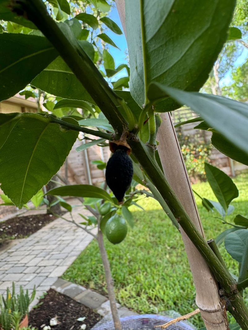 Older Fruit Drop Usually Points To Stress Older Fruit Drop Usually Points To Stress