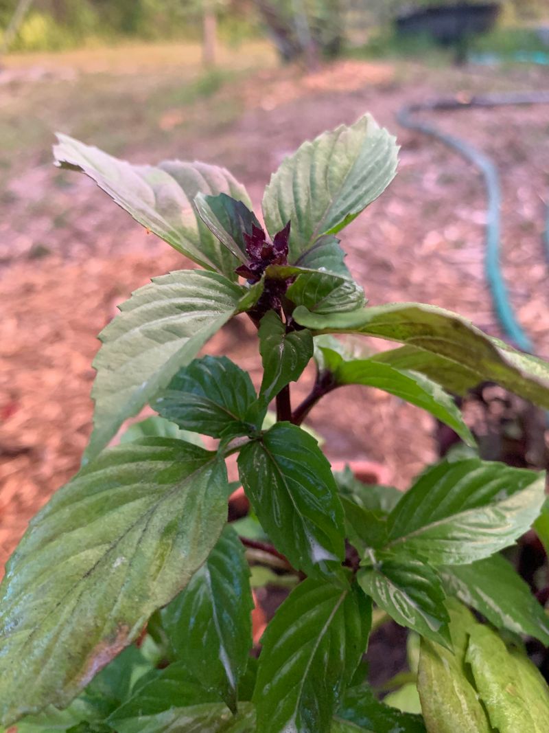 Older Plants Bolt More Easily