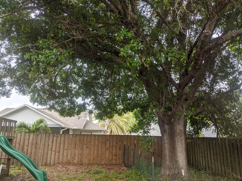 Older Trees Add Shelter And Protection Older Trees Add Shelter And Protection