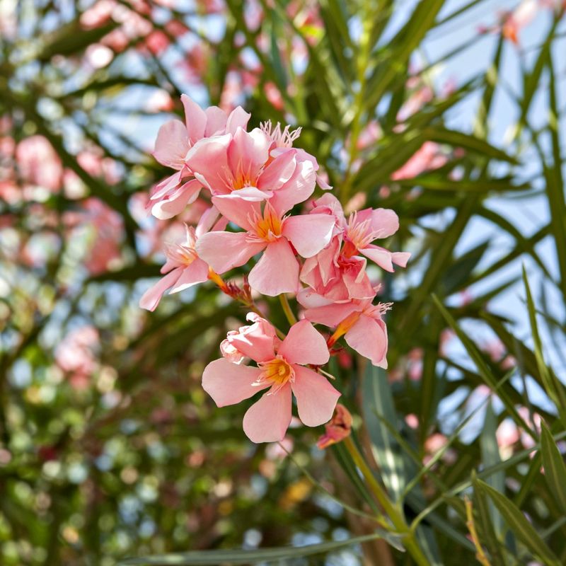 Oleander Can Stay Only When Homeowners Manage It Carefully