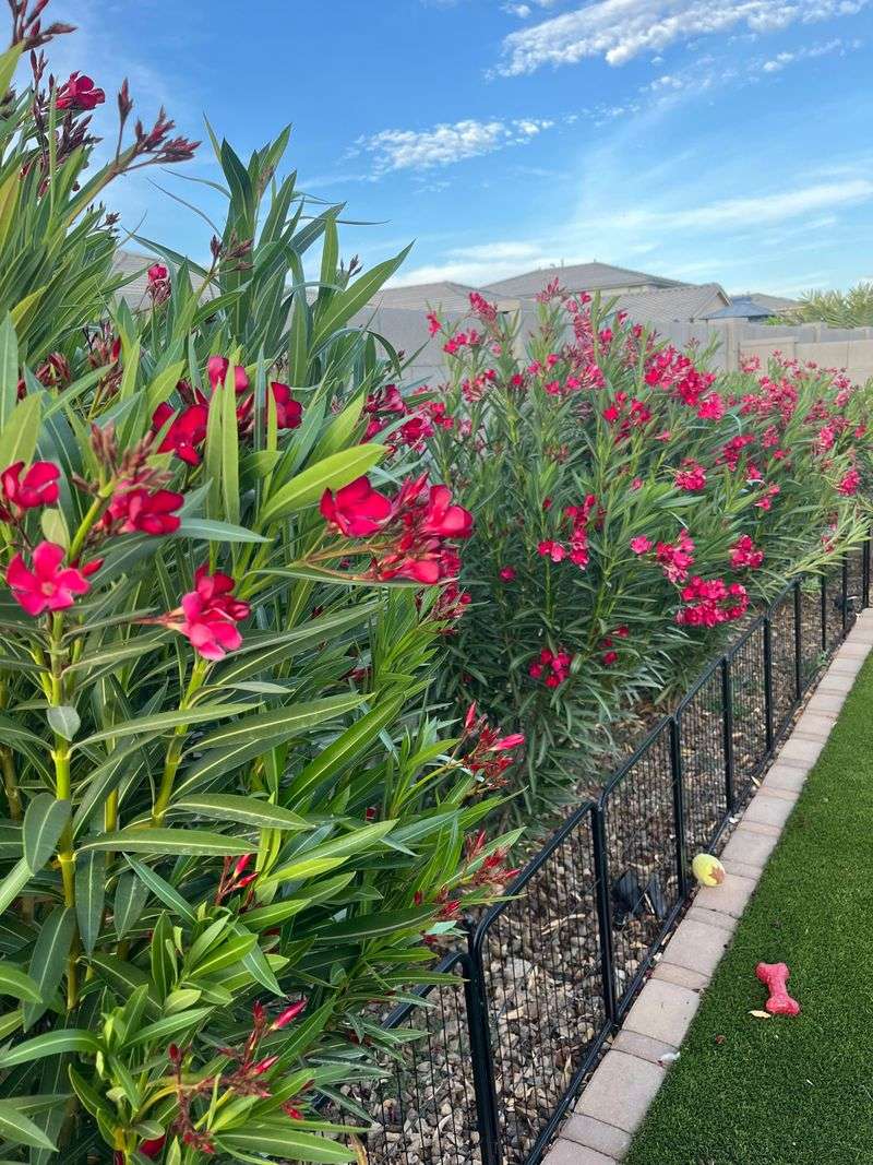 Oleander Crowds Narrow Paths Quickly Oleander Crowds Narrow Paths Quickly